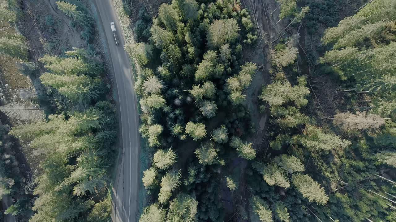 Vista dall'alto di una foresta di conifere sempreverdi nella zona di Witow, Polonia