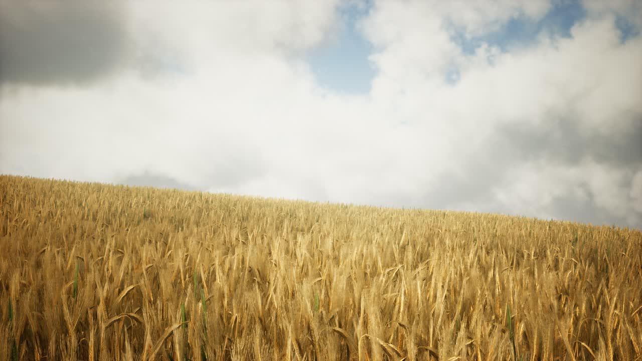 Ripe yellow rye field under beautiful summer sunset sky with clouds