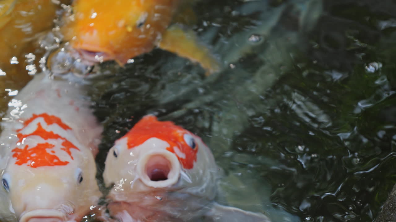 Koi carp in a pond in a tropical garden in bali