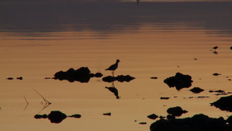 Dämmerung-Am-Saltonmeer