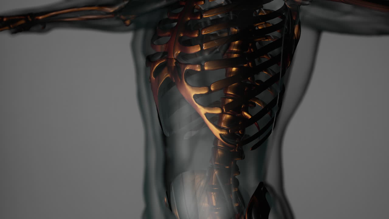 huesos visibles del esqueleto del hombre