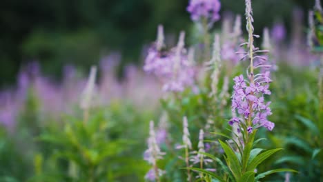 Lila-Blumen-Wiegen-Sich-In-Zeitlupe-In-Einer-Leichten-Brise