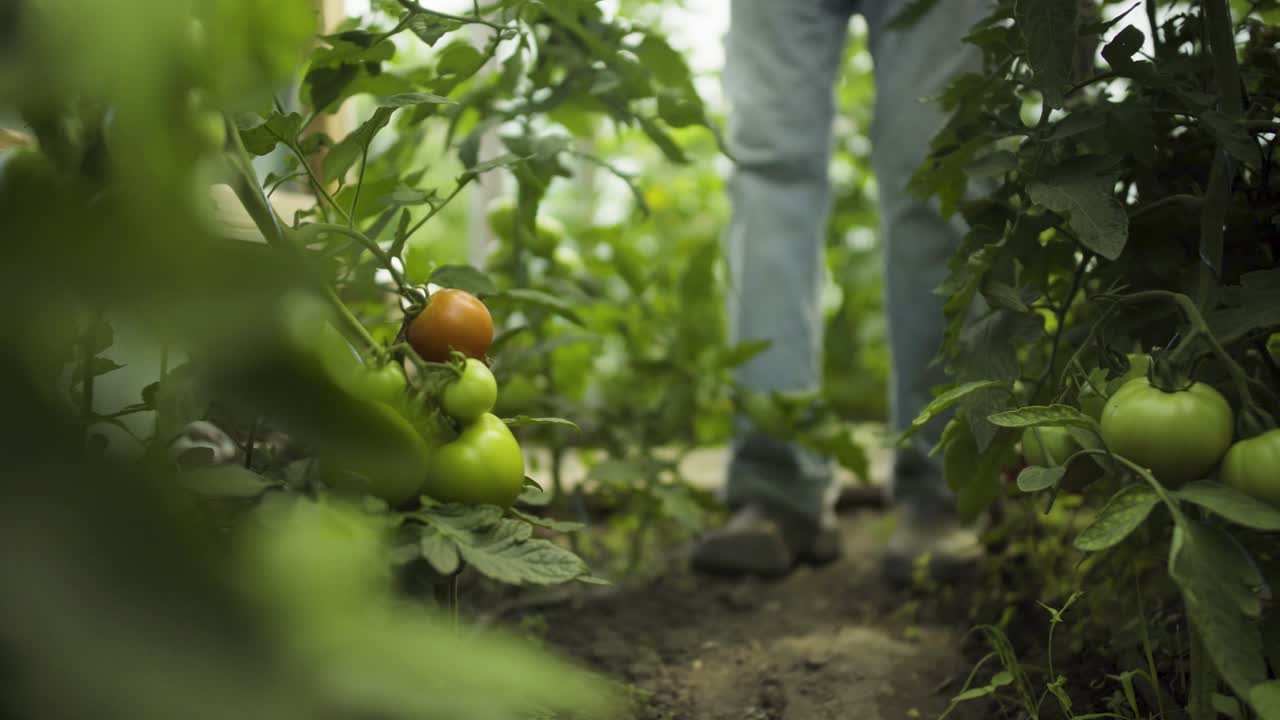 hombre mayor caminando entre camas de jardín con tomates en el invernadero