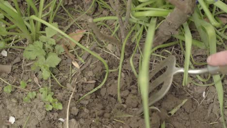 Gardener-turning-soil-with-hand-fork