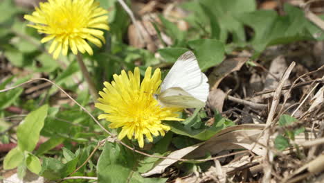 Kohlweißling-Ernährt-Sich-Tagsüber-Von-Blühenden-Gelben-Blumen-In-Saitama,-Japan