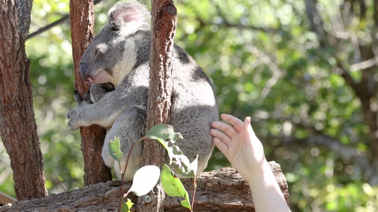 나무 위 에 있는 코알라 와 상호 작용 하는 사람