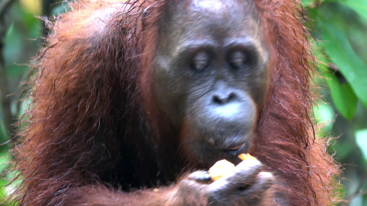 el bebé orangután se aferra a su madre mientras come.