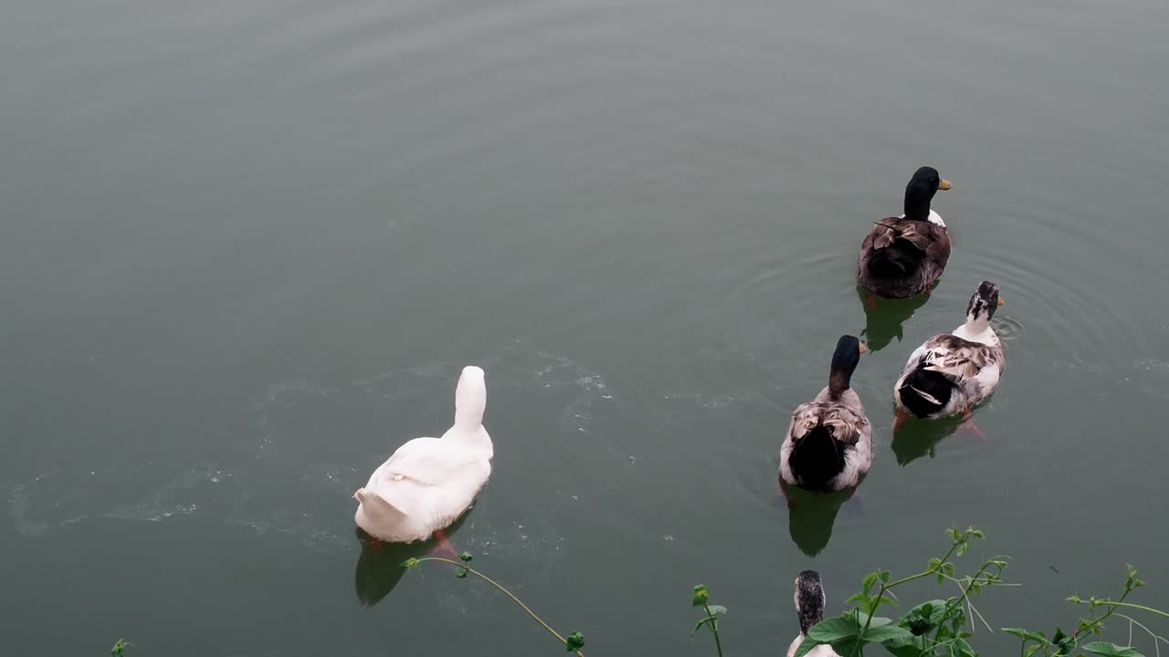 grupo de patos machos y hembras nadando en un estanque con agua verde mientras buscan comida