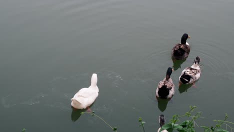 Grupo-De-Patos-Machos-Y-Hembras-Nadando-En-Un-Estanque-Con-Agua-Verde-Mientras-Buscan-Comida