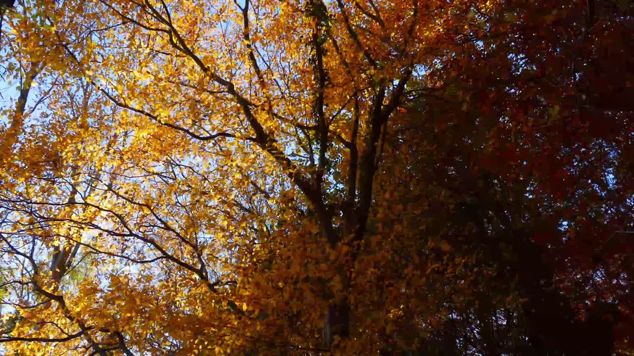 4K Cinematic Footage of Autumn Leaves Falling From Trees in the Forest
