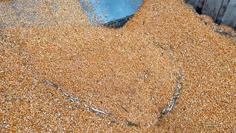 close up shoto of grain corn pit