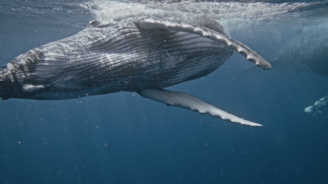 Humpback whale grey skin sparkles with water refracting as it plays at surface, slow motion underwater