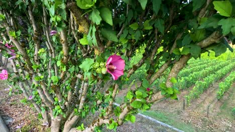 avispa interactuando con la flor rosa en el viñedo