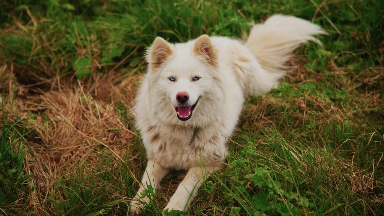 Un cane bianco e soffice gioca nell'erba. Il cane corre e annusa in giro. La coda scodinzola felicemente. Perfetto per contenuti su animali domestici o scene naturali.