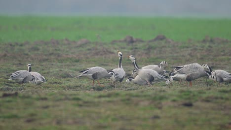 aggressive behavior of bar headed goose