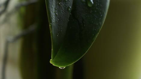 rociar un poco de agua en una hoja-4
