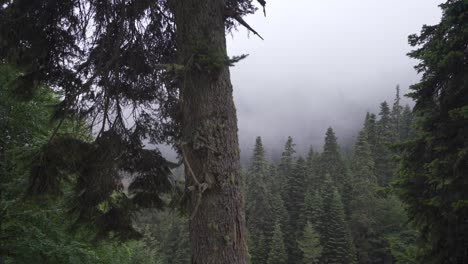 Forststraße-Mit-Leichtem-Nebel.