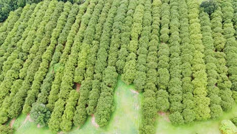 drone flyover showcasing macadamia trees in rows