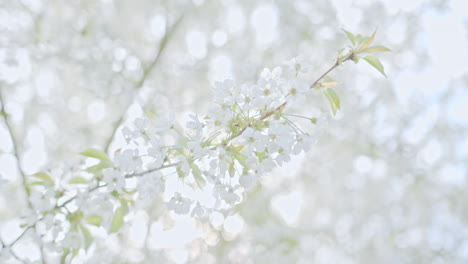 Nahaufnahme-Eines-Apfelbaumzweigs-Mit-Blüten-Und-Wunderschönen-Weißen-Blütenblättern-–-Gefilmt-In-4K-Zeitlupe