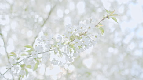 Primer-Plano-De-Una-Rama-De-Manzano-Con-Flores-Y-Hermosos-Pétalos-Blancos,-Filmada-En-Cámara-Lenta-De-4k