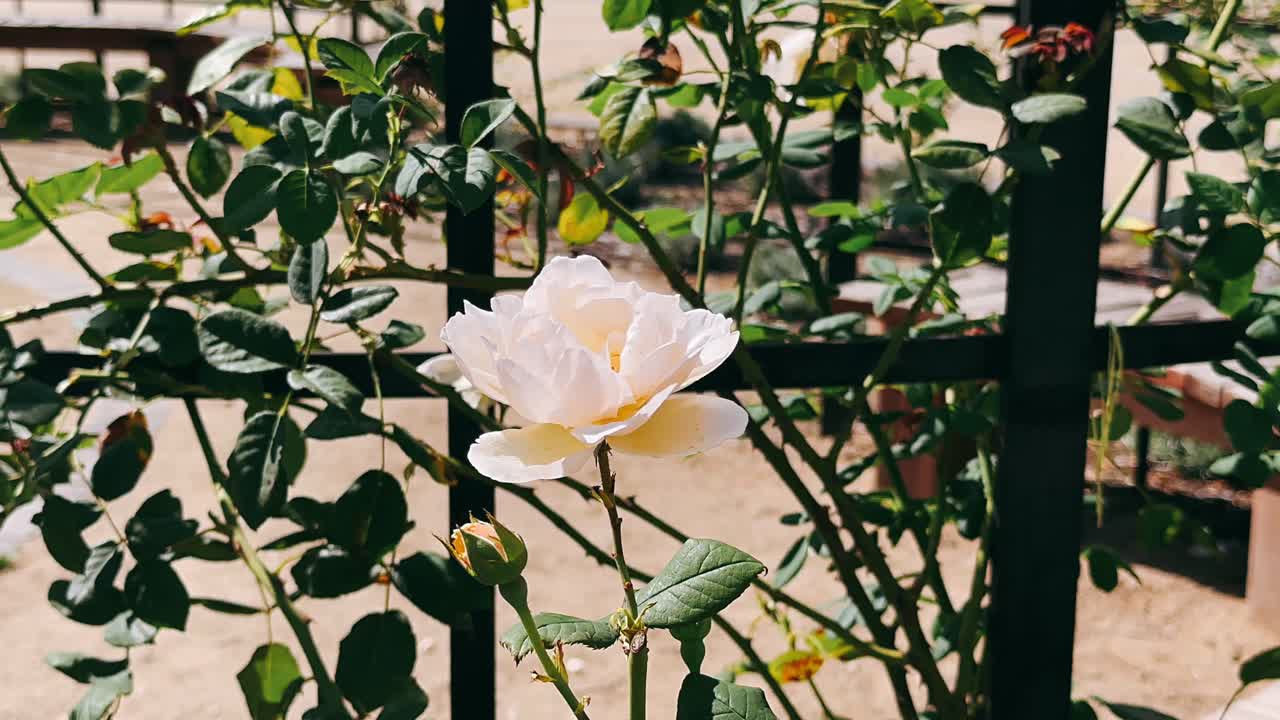 정원에서 희미한 노란색 장미