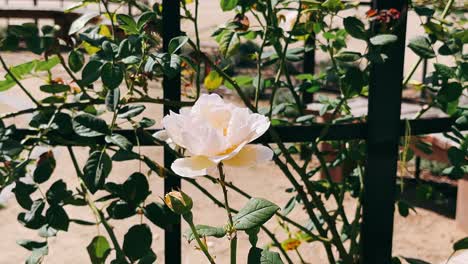 pale yellow rose in a garden