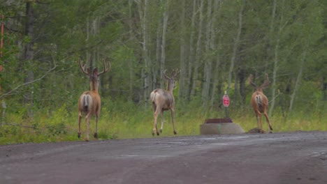 three buck deer running away into the forest in island park idaho near yellowstone