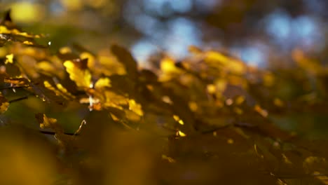 macro close-up manual focus oak tree branch and colorful yellow and orange leafs in warm autumn fall light with blue sky and strong background blur, moving in a soft wind breeze