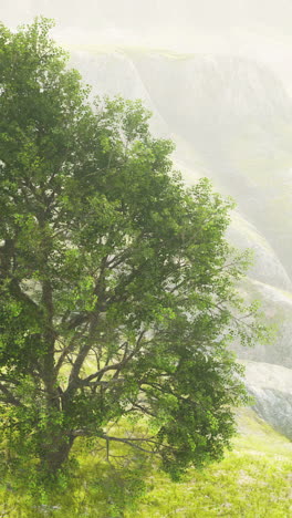 misty mountain landscape with lush green tree