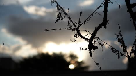 silhouette of caterpillars on a tree twig