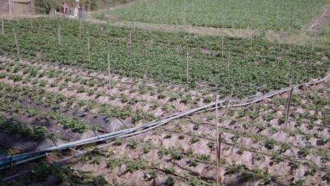 extensive strawberry field with irrigation system
