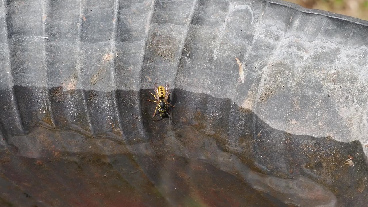 Video macro naturalistico che riprende una vespa gialla che scende a bere da una piccola pozzanghera.