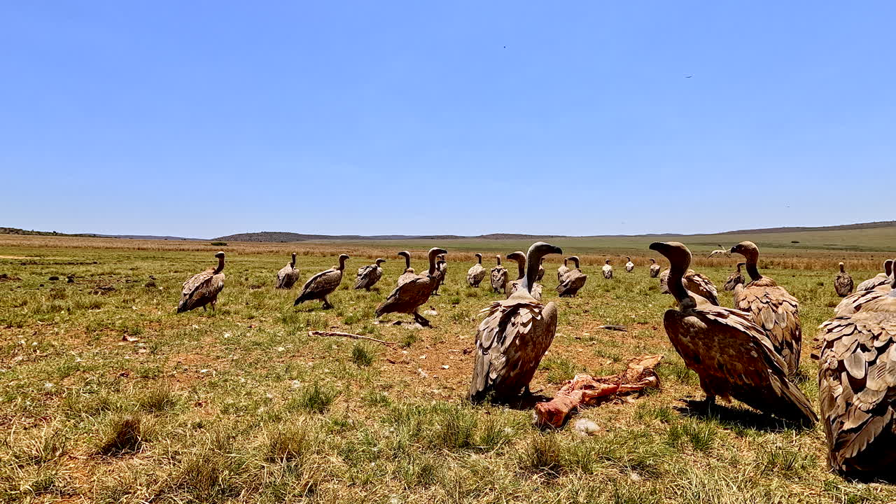 Satiated white-backed vultures stands around after gorging on dead carcass, POV