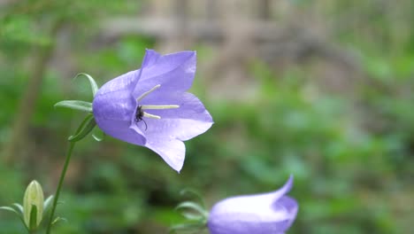 Lila-Blume-Mit-Einem-Käfer-Darin-Wackelt-Im-Wind