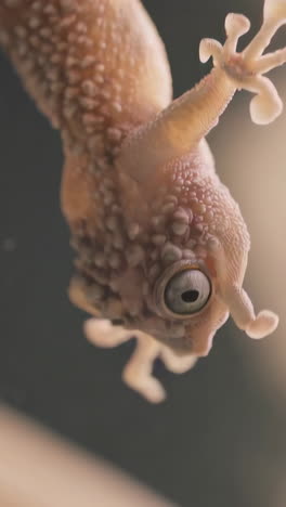 close-up view of a gecko's underside and feet