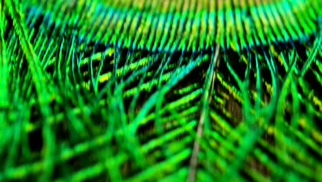 close up or macro of a colorful peacock feather with a drop resting on. the peacock feather full of colors and textures is elegant and decorated.