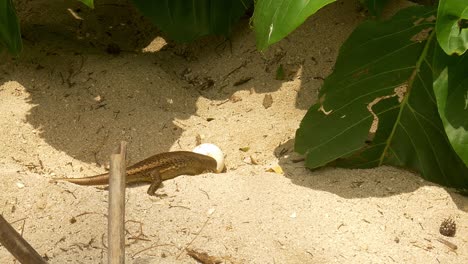 big skink tries to eat bird egg on beach