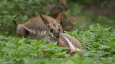 primer plano de múltiples canguros de roca de patas amarillas relajándose en un prado verde en el sur de australia