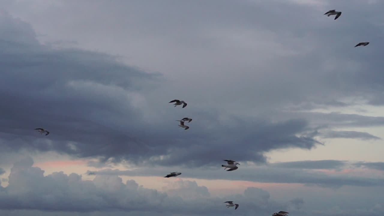Flock of Seagulls fly overhead. Realtime video