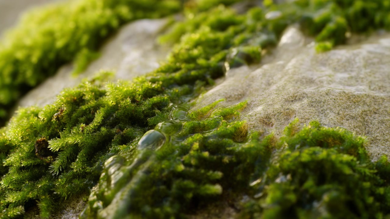 Primo piano di muschio brillante che si diffonde su una superficie di pietra bagnata, con goccioline d'acqua, luce diurna soffusa e una texture con messa a fuoco superficiale che evidenzia un elemento organico