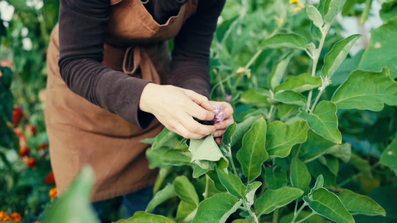 수박 꽃 을 손 으로 꽃 을 뿌리는 것 - 가까운 사진