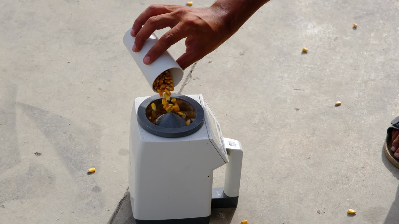 un ingeniero de alimentos está analizando granos de maíz.