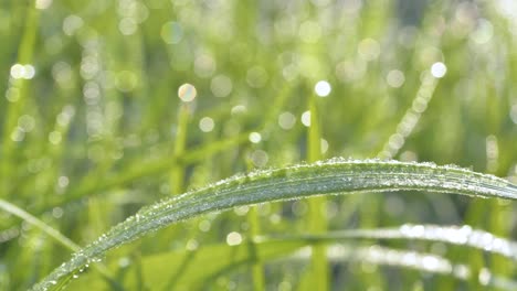 green grass in hoarfrost against sunlight with bokeh effect