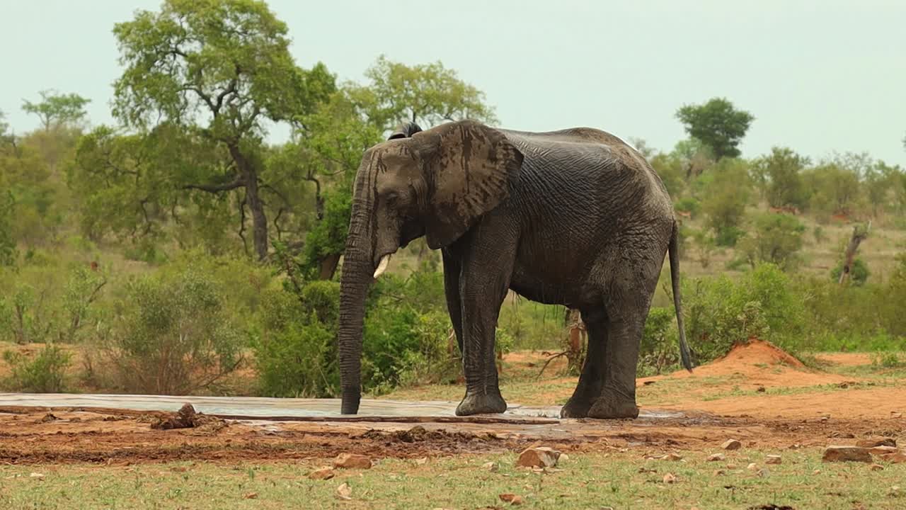 un elefante africano rociándose agua para refrescarse en un pozo de agua en el parque nacional kruger