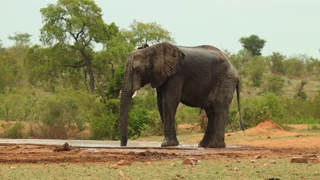 an african elephant spraying water at himself to cool down at a waterhole in kruger national park