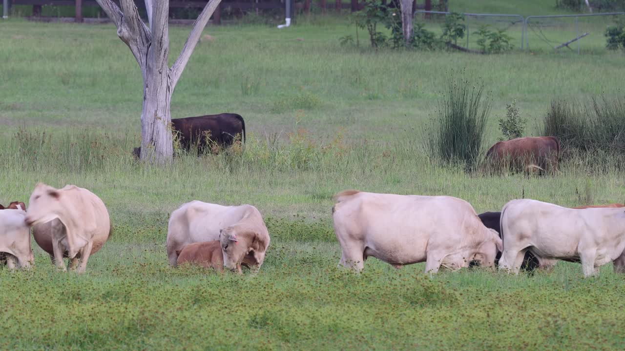 잔디 을 가로질러 이동 하는 가축