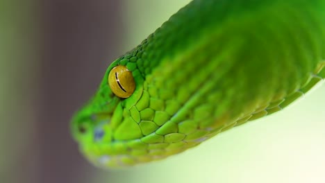 la víbora de labios blancos es una víbora venenosa endémica del sudeste asiático y a menudo se encuentra durante la noche esperando en una rama o rama de un árbol cerca de un cuerpo de agua con muchos alimentos