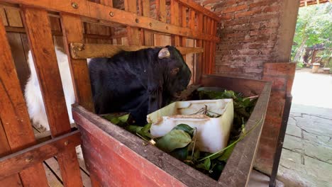 goats in a wooden pen are eating green leaves