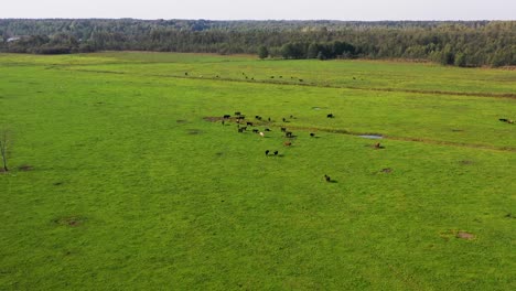 in the serene landscape, a herd of bison gracefully walks in meadows near the riverside, with trees and clouds above