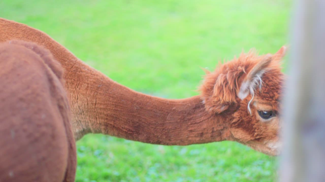 4k 슬로우 모션은 푸른 들판과 흐릿한 배경에 나무 울타리가 있는 주위를 유심히 바라보는 알파카의 가까이에 있습니다.